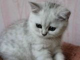 Dört Patim Var Ama Sana Koşarken Saymam Bile