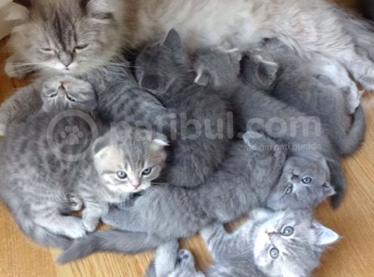 Dört Patim Var Ama Sana Koşarken Saymam Bile