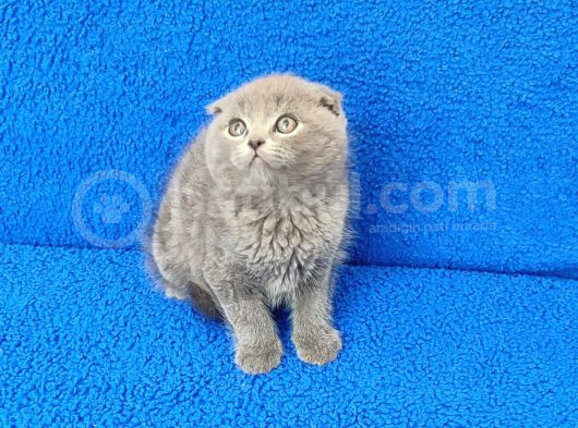 Tesli̇me Hazir Scotti̇sh Fold Erkek