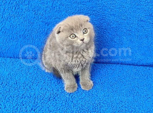 Tesli̇me Hazir Scotti̇sh Fold Erkek görsel