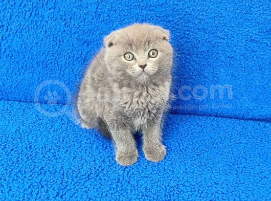 Tesli̇me Hazir Scotti̇sh Fold Erkek görsel
