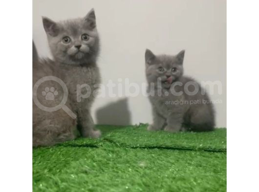 Üst Kali̇te British Shorthai̇r Yavrular