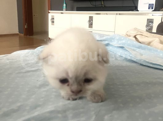 Karbeyazı Scootish Yavrularımız görsel