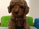 0 Beden Has Irk Toy Poodle
