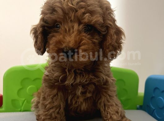 0 Beden Has Irk Toy Poodle görsel