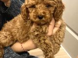 0 beden has ırk toy poodle