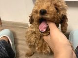 0 Beden Has Irk Toy Poodle