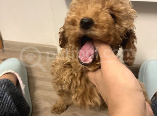 0 Beden Has Irk Toy Poodle görsel