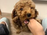 0 Beden Has Irk Toy Poodle