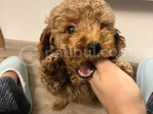 0 Beden Has Irk Toy Poodle görsel
