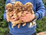 Sevi̇mli̇ Poodle Bebekler Çi̇ftli̇ği̇mi̇zden