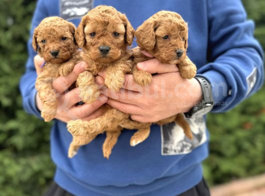 Sevi̇mli̇ Poodle Bebekler Çi̇ftli̇ği̇mi̇zden görsel