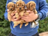 Sevi̇mli̇ Poodle Bebekler Çi̇ftli̇ği̇mi̇zden