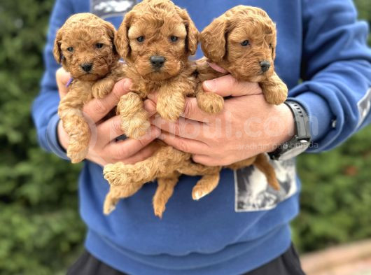 Sevi̇mli̇ Poodle Bebekler Çi̇ftli̇ği̇mi̇zden görsel
