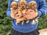 Sevi̇mli̇ Poodle Bebekler Çi̇ftli̇ği̇mi̇zden