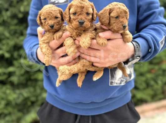 Sevi̇mli̇ Poodle Bebekler Çi̇ftli̇ği̇mi̇zden