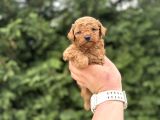 TOY POODLE ÇİFTLİĞİMİZDEN AŞILI BEBEKLER