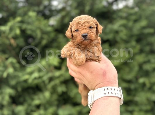 Toy Poodle Çi̇ftli̇ği̇mi̇zden Aşili Bebekler
