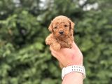 Toy Poodle Çi̇ftli̇ği̇mi̇zden Aşili Bebekler