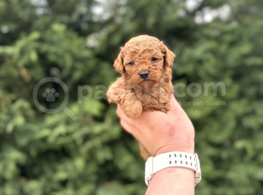 Toy Poodle Çi̇ftli̇ği̇mi̇zden Aşili Bebekler görsel