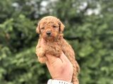 Toy Poodle Çi̇ftli̇ği̇mi̇zden Aşili Bebekler