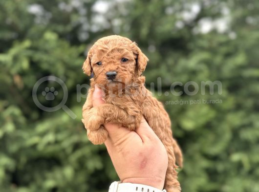 Toy Poodle Çi̇ftli̇ği̇mi̇zden Aşili Bebekler görsel