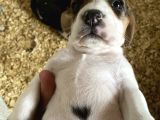 Safkan Beagle Yavrular