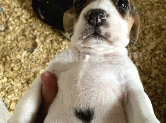 Safkan Beagle Yavrular görsel