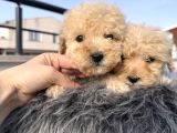 Kıvırcık maltipoo