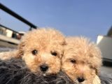 Kıvırcık Maltipoo
