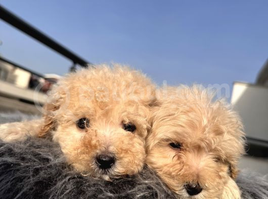 Kıvırcık Maltipoo görsel