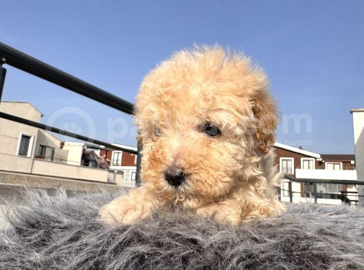 Kıvırcık Maltipoo görsel