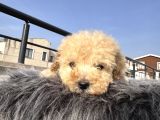 Kıvırcık Maltipoo