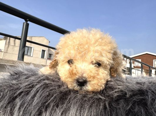 Kıvırcık Maltipoo görsel