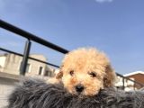 Kıvırcık Maltipoo