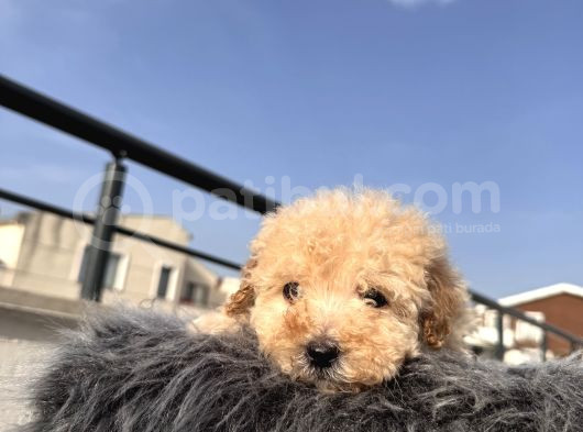 Kıvırcık Maltipoo görsel