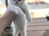 Anne Ve Baba Şecereli 2 Erkek British Shorthair
