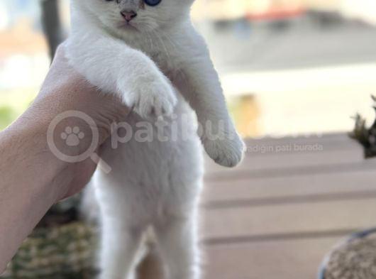 Anne Ve Baba Şecereli 2 Erkek British Shorthair görsel
