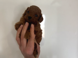 Red Dark Brown Kore Toy Poodle Bebekler