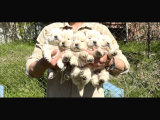 Bebek yüz mükemmel güzellikte chow chow bebekler