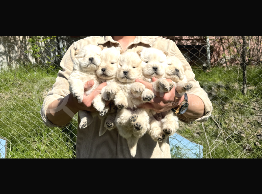 Bebek Yüz Mükemmel Güzellikte Chow Chow Bebekler