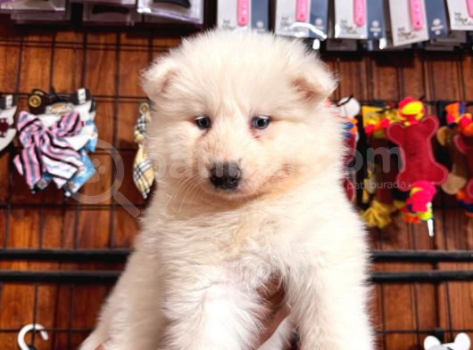 Bembeyaz Güzellik Safkan Samoyed Yavrusu görsel