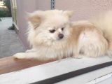 En Uygun Yetişkin Pomerian