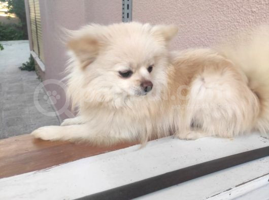 En Uygun Yetişkin Pomerian görsel
