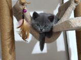 British Shorthair Sağlıklı Yavrularımıza Yeni Yuva