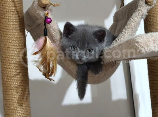 British Shorthair Sağlıklı Yavrularımıza Yeni Yuva görsel