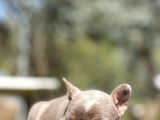 Egzotik French Bulldog Yavrularımız