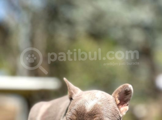 Egzotik French Bulldog Yavrularımız görsel