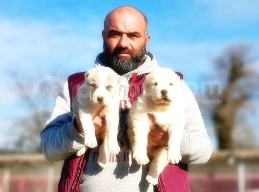 Dev Alabay Yavru görsel