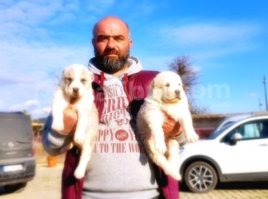 Dev Alabay Yavru görsel